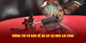 Thông tin cơ bản về đá gà tại nhà cái SV66